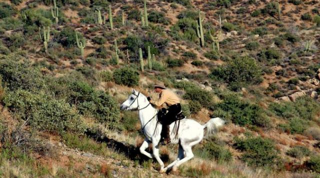 Experience the thrill of adventure! Man riding up a hill on a white horse, the horse is running/galloping.